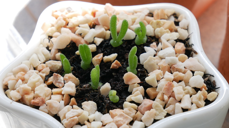 Bunny ear succulent in pot