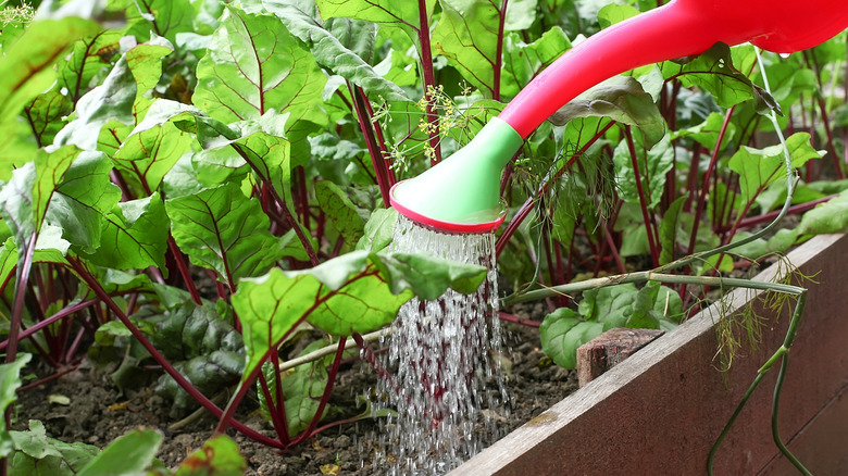 Using watering can to water beets in a raised bed