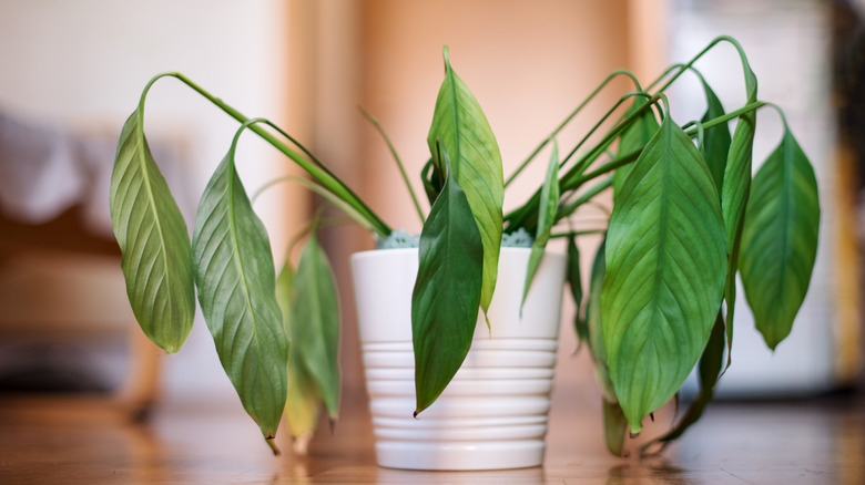 A dying potted houseplant