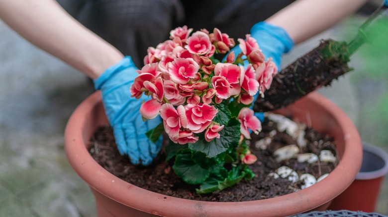 Planting tuberous begonia in pot