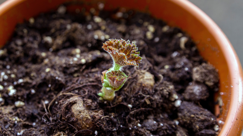 Tuberous begonia growing in pot