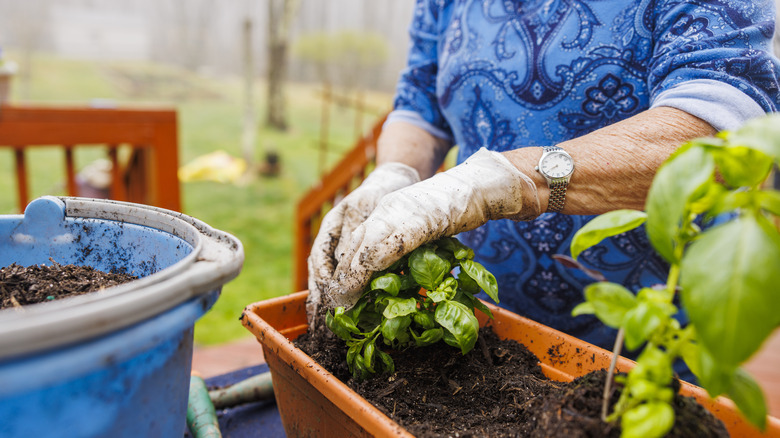 Woman plants basil in container