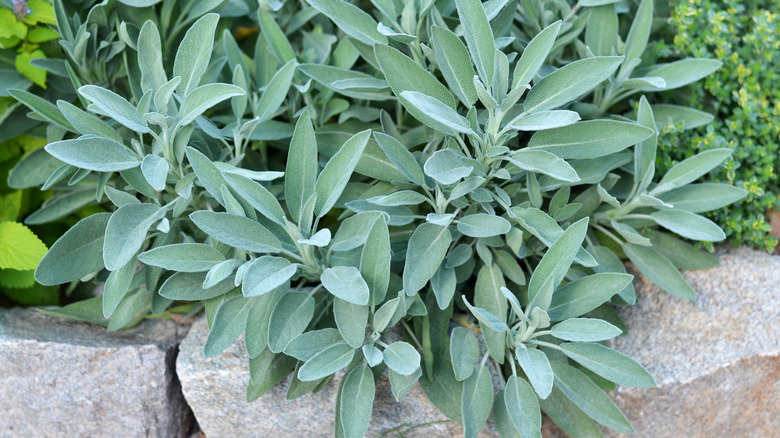 Sage grows in garden bed