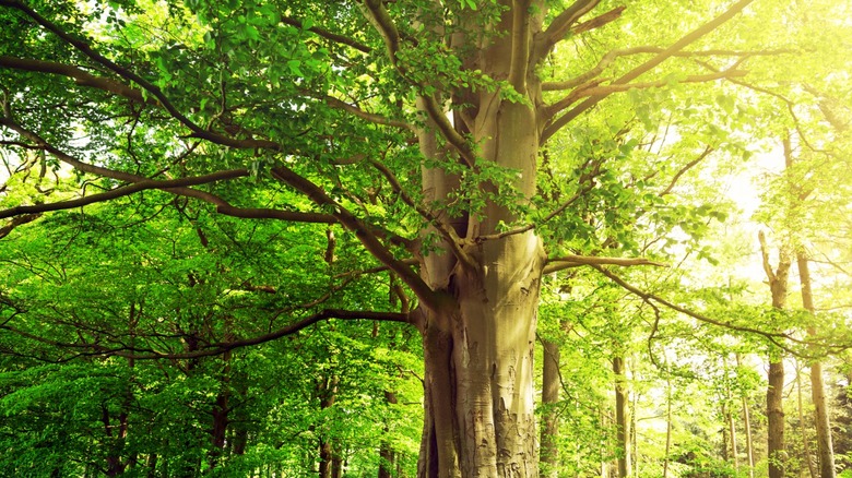 Mature beech tree