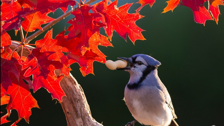 Blue jay in oak tree