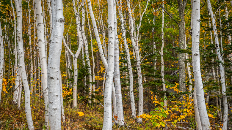 Paper birches in group