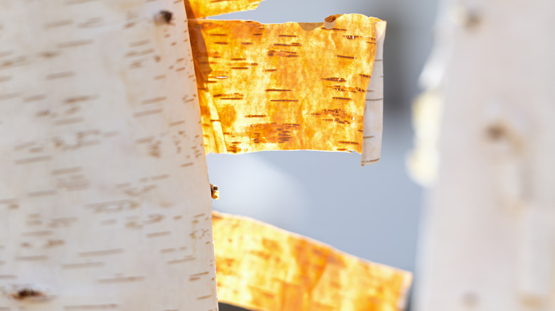 Peeling paper birch bark