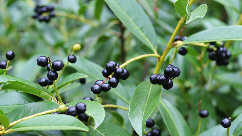 american robin tree berry clusters