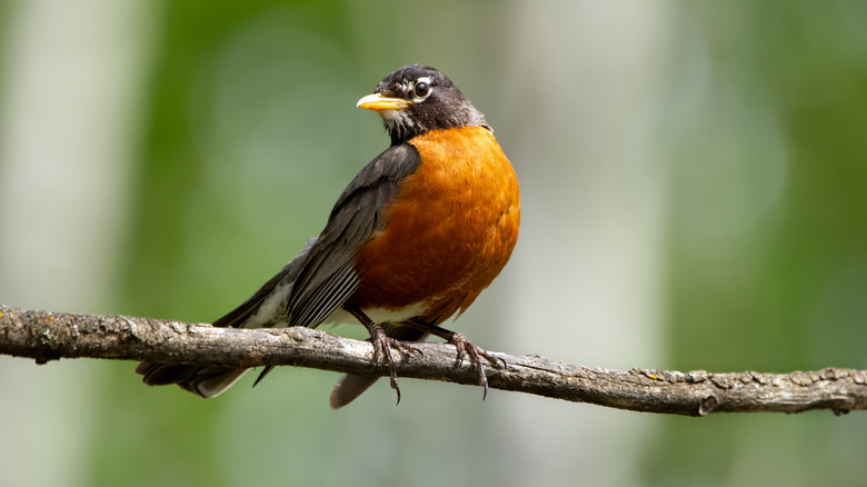 robin standing on tree branch