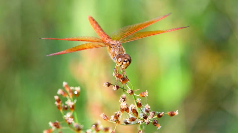 Dragonfly visits wildflower