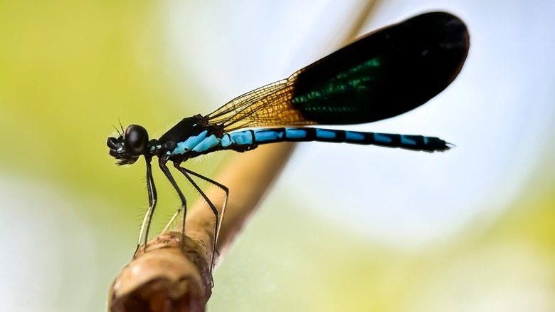 Blue dragonfly