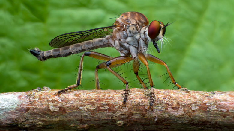 Robber fly in garden