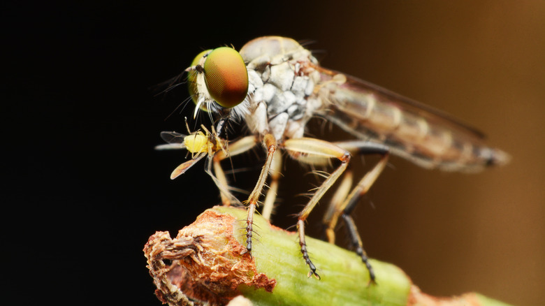 Robber fly eating insect