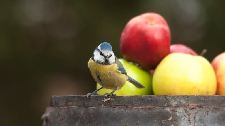 bird with fruit