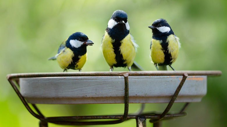 Birds on feeder