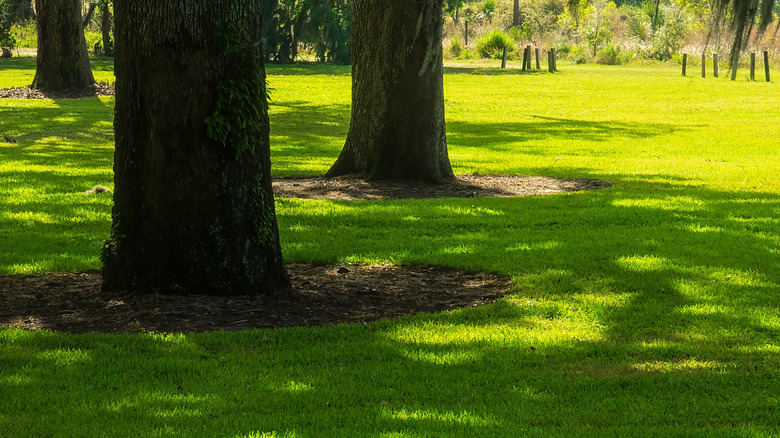 Bare soil surrounds the trunks of large oak trees