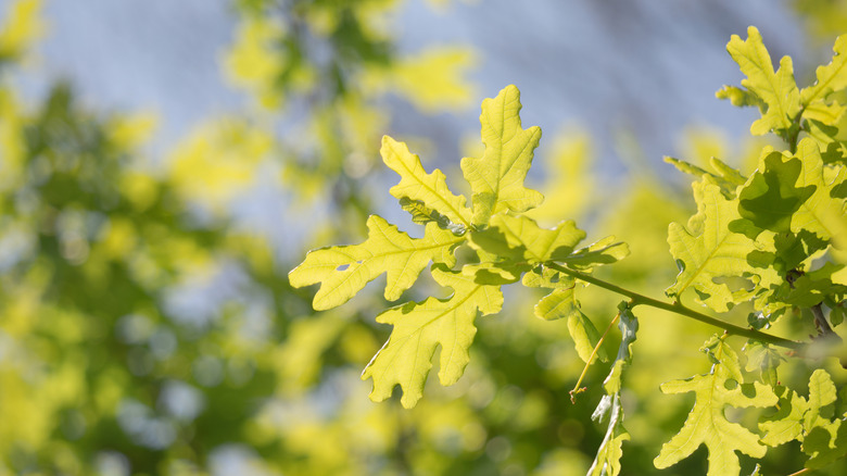 Oak tree leaves on branch