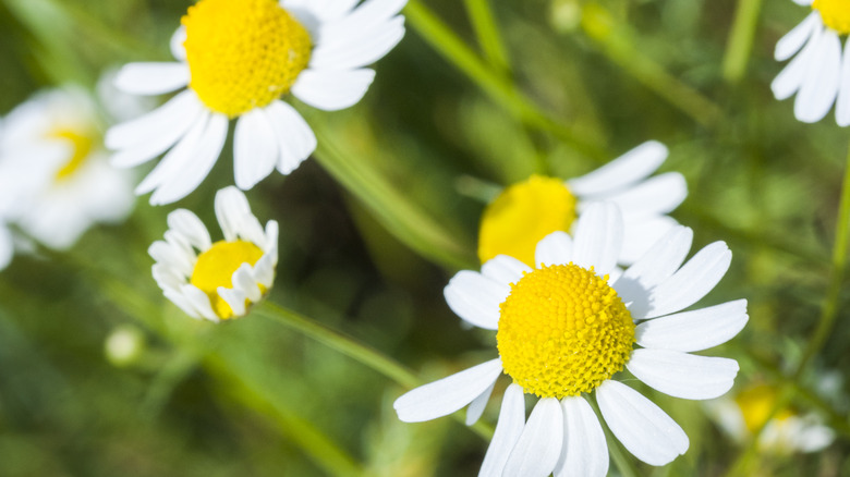 German chamomile flowers