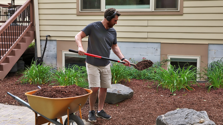 Man shoveling mulch from wheelbarrow