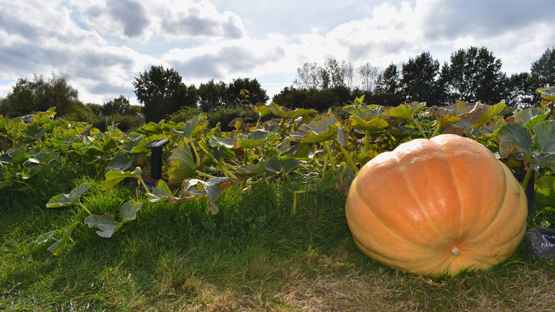 Atlantic giant pumpkin patch