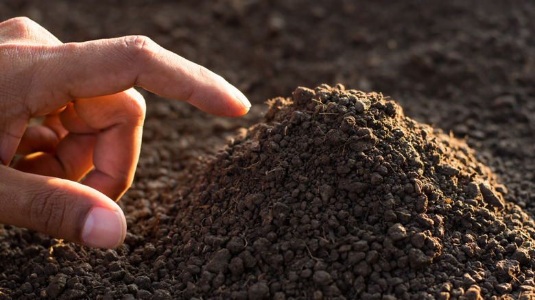 Hand touching a small mound of loamy soil with a fingertip