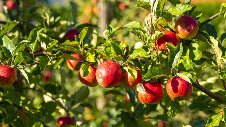 A thriving fruit tree with red apples