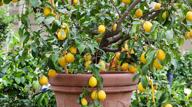 Lemon tree in terracotta pot outside