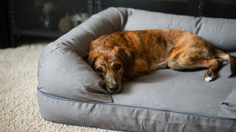 brown dog looking at camera on gray bed in home