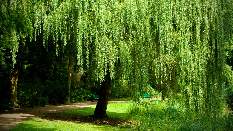 Weeping willow tree along path