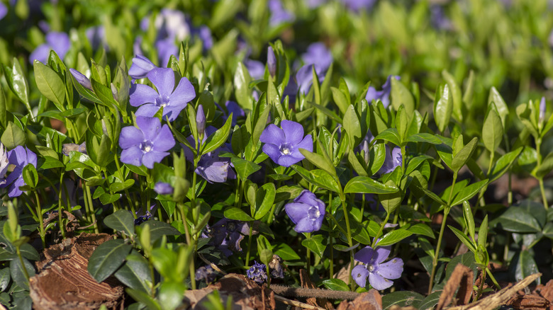 Purple periwinkle flowers on vinca plant