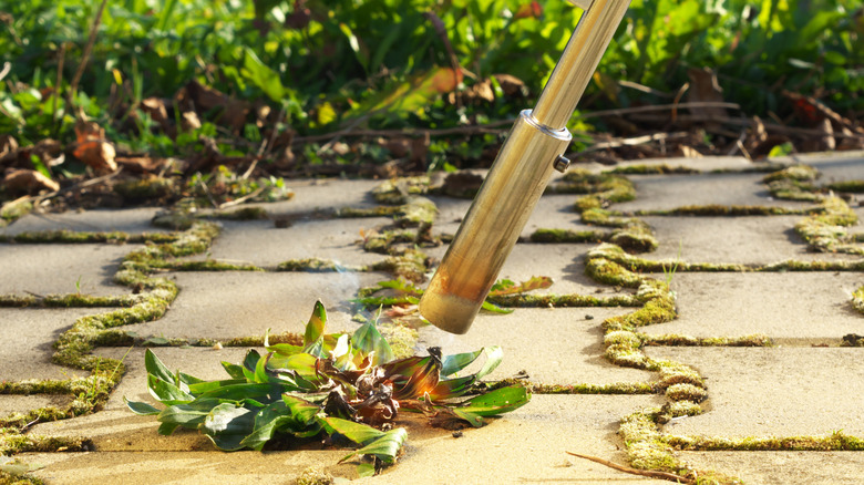 Flame weeder tool using flame to control a growing weed