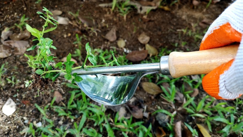 Close up of a person's hand using a manual weeder in a garden bed