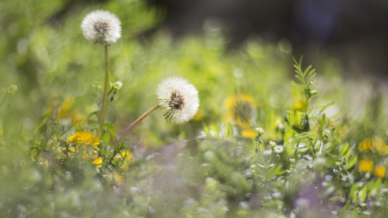 Dandelion weeds in a garden