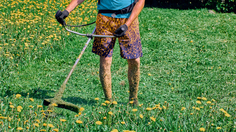 Bottom view of a man using a motorized weed whacker to remove dandelions from a yard