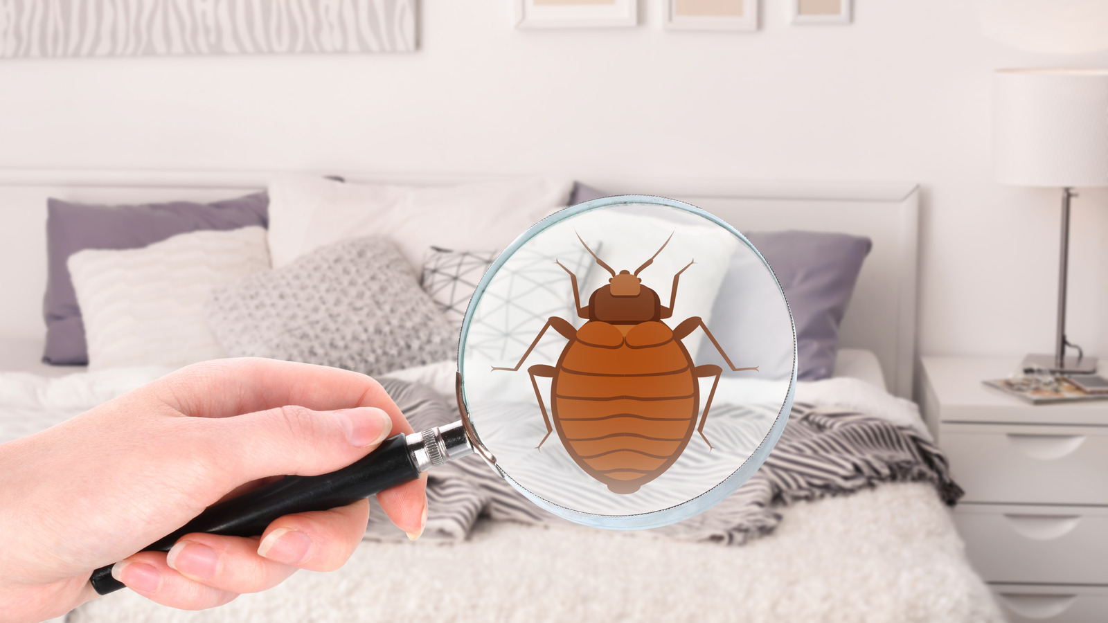 https://www.housedigest.com/img/gallery/the-ultimate-checklist-for-diy-bed-bug-treatment/l-intro-1677522361.jpg
