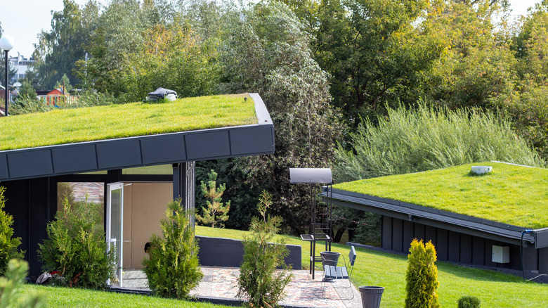 grass on rooftops of modern homes