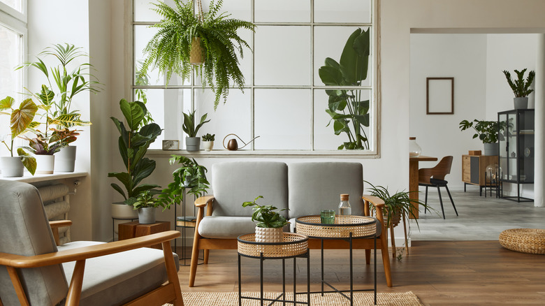 plants in modern living room