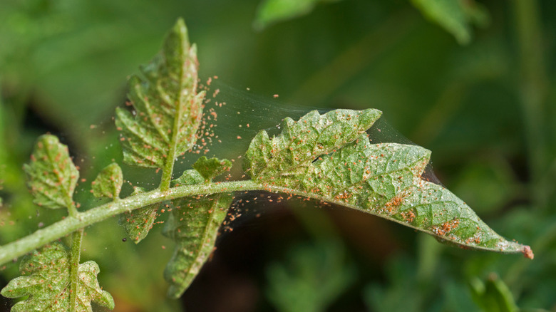 spider mites on plant