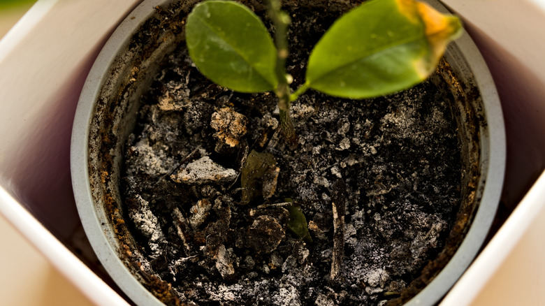 wet soil potted plant