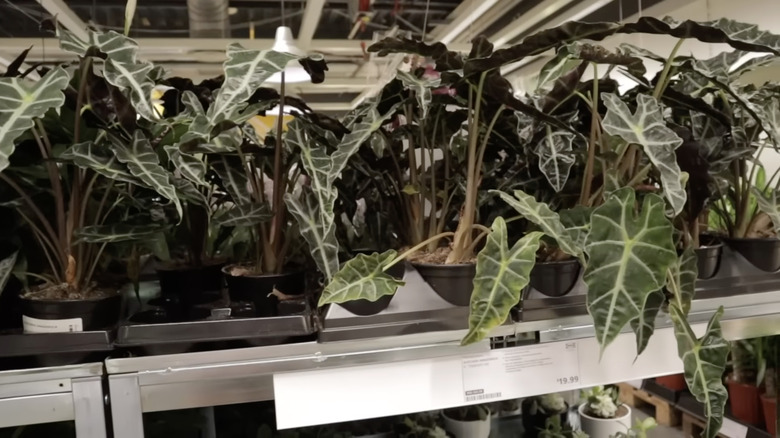 shelf of IKEA plants