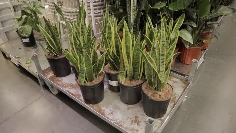 Seasonal blooming plants at IKEA