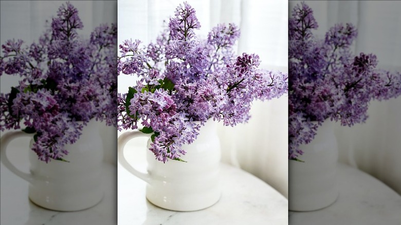 lilacs in white pitcher vase