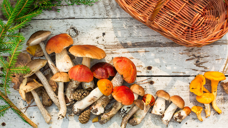 A pile of freshly picked mushrooms 