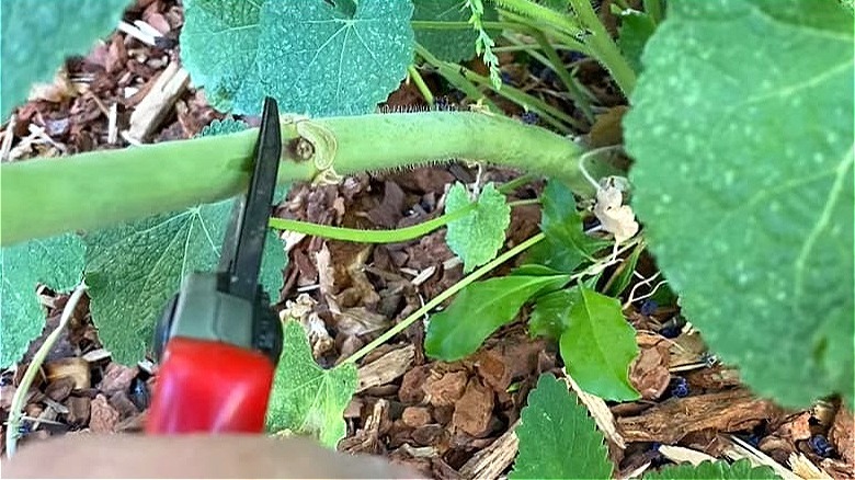 pruning hollyhock stalk with shears