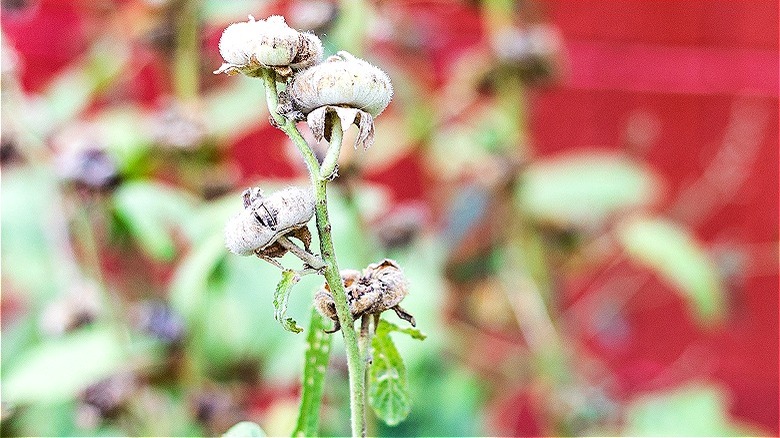 Hollyhocks with seed pods