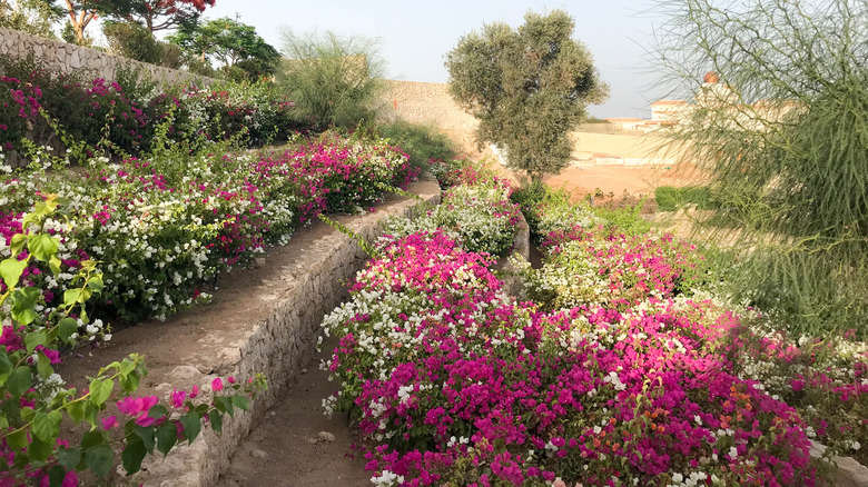 Terraced flower beds on a slope