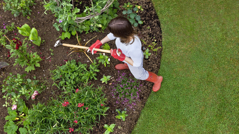 Woman using a weeding tool in garden bed