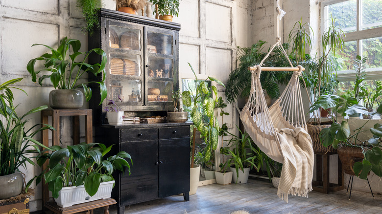 houseplants in home with swinging chair