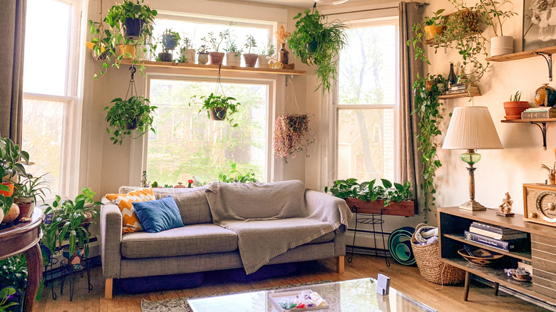 plants decorate a living room