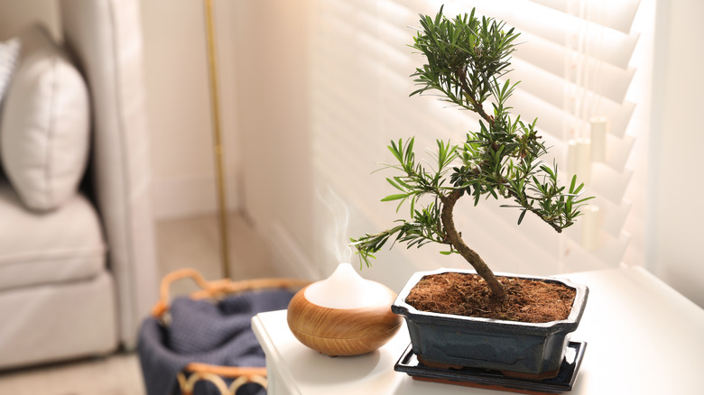 bonsai tree on a table